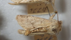 Epipsilia grisescens