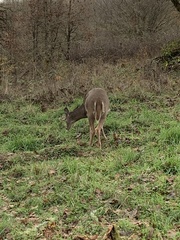 Odocoileus virginianus leucurus