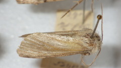 Epipsilia grisescens