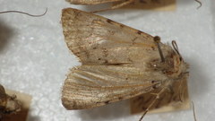 Epipsilia grisescens