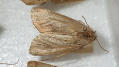 Epipsilia grisescens