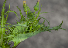 Sonchus hydrophilus