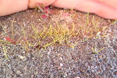 Isolepis basilaris