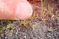 Isolepis basilaris