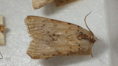 Epipsilia grisescens