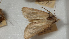 Epipsilia grisescens