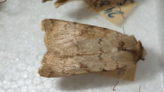 Epipsilia grisescens