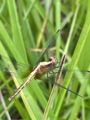 Erythrodiplax avittata