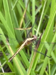 Erythrodiplax avittata