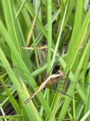 Erythrodiplax avittata