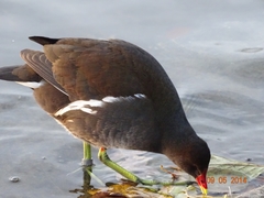 Gallinula chloropus