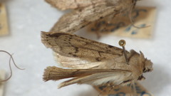 Epipsilia grisescens