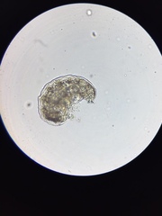 Mesobiotus