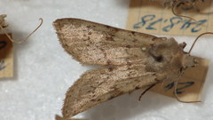 Epipsilia grisescens