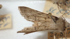 Epipsilia grisescens