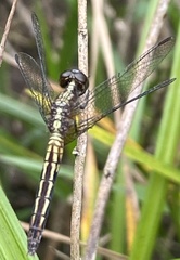 Erythrodiplax avittata