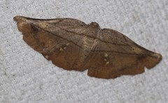 Xenomusa metallica