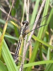 Erythrodiplax avittata