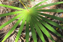 Coccothrinax