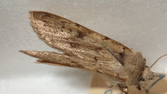 Epipsilia grisescens