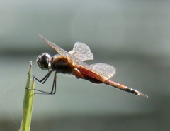 Tramea rustica