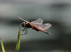 Tramea rustica