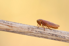 Rhytidodus