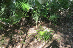 Coccothrinax