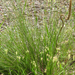Small Grass-Tree - Photo (c) Kim Tarpey, some rights reserved (CC BY-NC), uploaded by Kim Tarpey