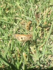 Hylephila fasciolata