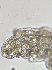 Mesobiotus