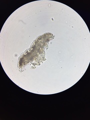 Mesobiotus