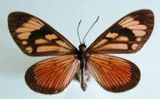 Actinote anteas anteas