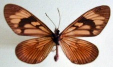 Actinote anteas anteas