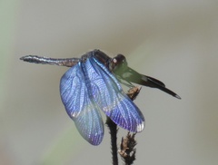 Zenithoptera lanei