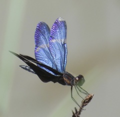 Zenithoptera lanei