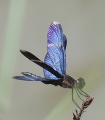 Zenithoptera lanei