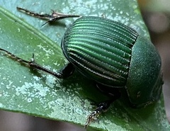 Chalcocopris hesperus