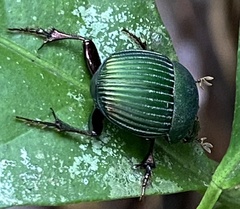 Chalcocopris hesperus