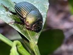 Chalcocopris hesperus