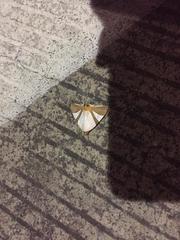 Eulepidotis rectimargo