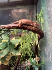 Correlophus ciliatus