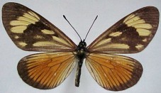 Actinote anteas anteas