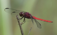 Orthemis schmidti