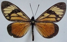 Actinote anteas anteas