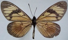 Actinote anteas anteas