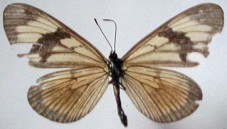 Actinote anteas anteas