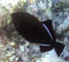 Melichthys indicus