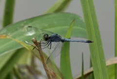 Erythrodiplax paraguayensis