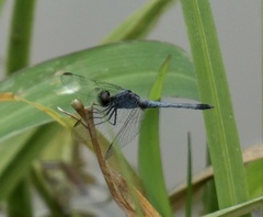 Erythrodiplax paraguayensis